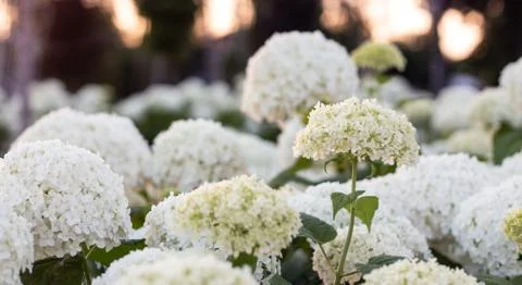 White hydrangea blooming in the evening summer garden Stock Photos