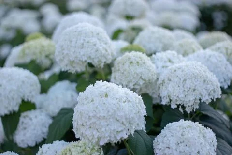 White hydrangea blooming in the evening summer garden Stock Photos