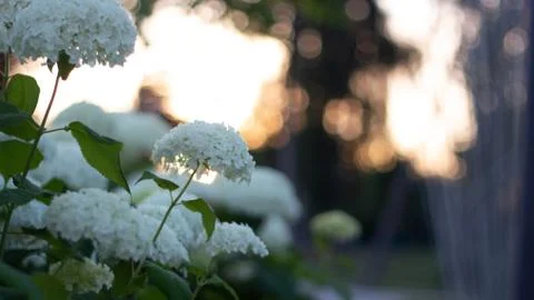 White hydrangea blooming in the evening summer garden 写真素材