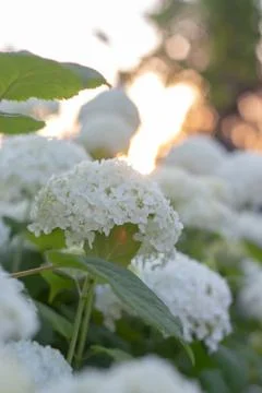 White hydrangea blooming in the evening summer garden 写真素材