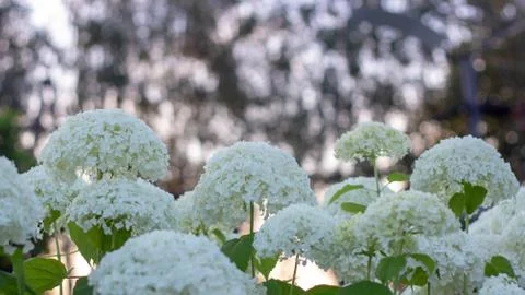White hydrangea blooming in the evening summer garden 스톡 사진