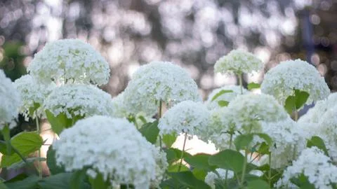 White hydrangea blooming in the evening summer garden Foto stock