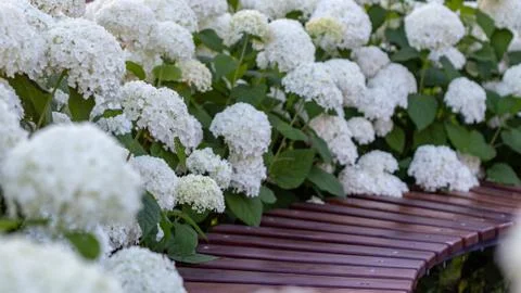 White hydrangea blooming in the evening summer garden Foto stock