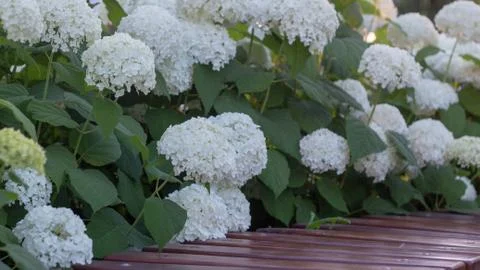 White hydrangea blooming in the evening summer garden Foto stock