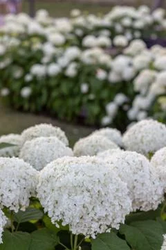 White hydrangea blooming in the evening summer garden Foto stock