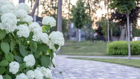 White hydrangea blooming in the evening summer garden Stock Photos