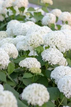 White hydrangea blooming in the evening summer garden Stock Photos