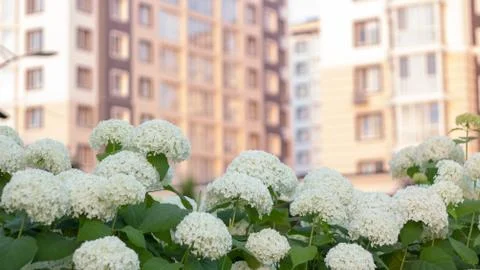 White hydrangea blooming in the evening summer garden Foto stock