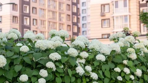 White hydrangea blooming in the evening summer garden Foto stock