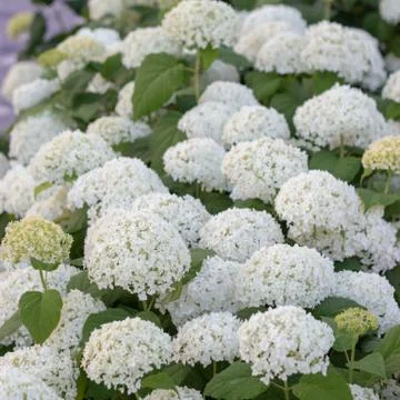 White hydrangea blooming in the evening summer garden Stock Photos