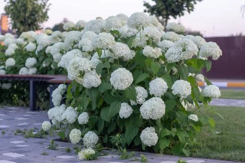 White hydrangea blooming in the evening summer garden Stock Photos