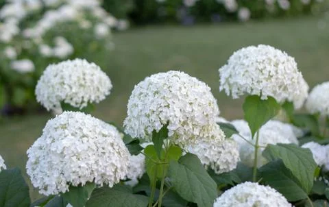 White hydrangea blooming in the evening summer garden 스톡 사진