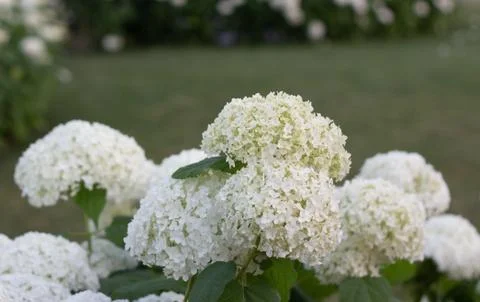 White hydrangea blooming in the evening summer garden Foto stock