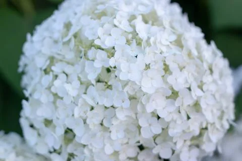 White hydrangea blooming in the evening summer garden Foto stock