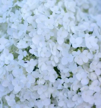 White hydrangea blooming in the evening summer garden Foto stock