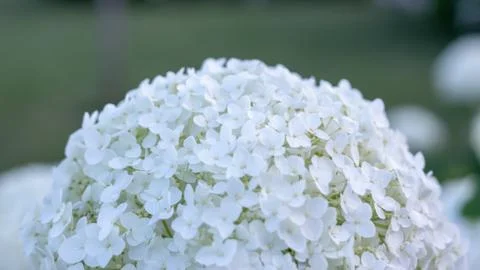 White hydrangea blooming in the evening summer garden Foto stock