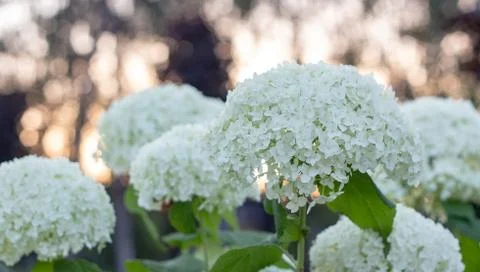 White hydrangea blooming in the evening summer garden Stock Photos