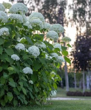 White hydrangea blooming in the evening summer garden Stock Photos