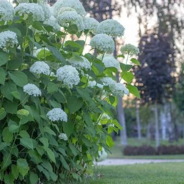 White hydrangea blooming in the evening summer garden Stock Photos