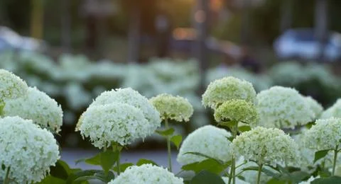 White hydrangea blooming in the evening summer garden Stock Photos