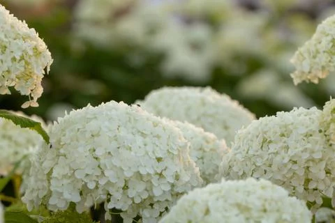 White hydrangea blooming in the evening summer garden Foto stock