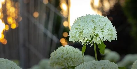 White hydrangea blooming in the evening summer garden 写真素材