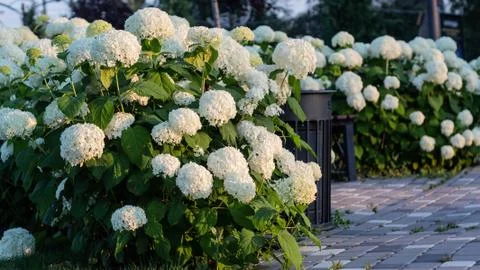 White hydrangea blooming in the evening summer garden Foto stock