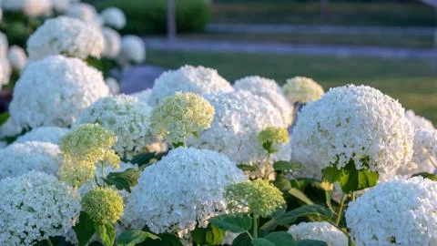 White hydrangea blooming in the evening summer garden Stock Photos