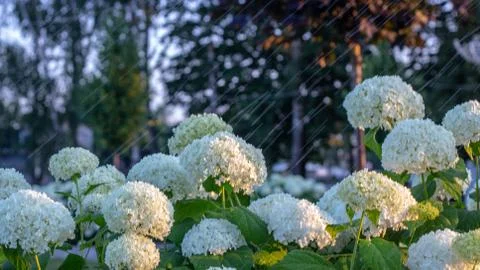 White hydrangea blooming in the evening summer garden Foto stock