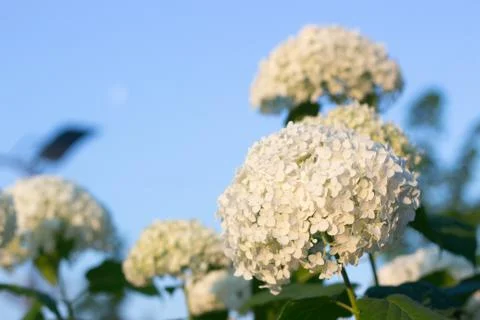 White hydrangea blooming in the evening summer garden Foto stock