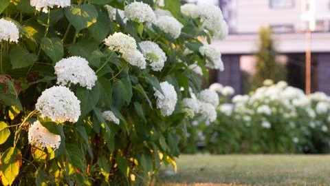 White hydrangea blooming in the evening summer garden Foto stock