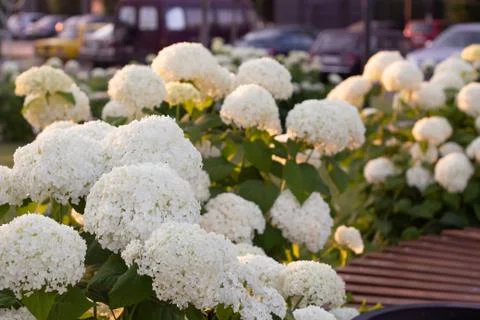 White hydrangea blooming in the evening summer garden Foto stock