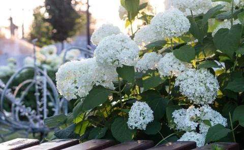 White hydrangea blooming in the evening summer garden Stock Photos