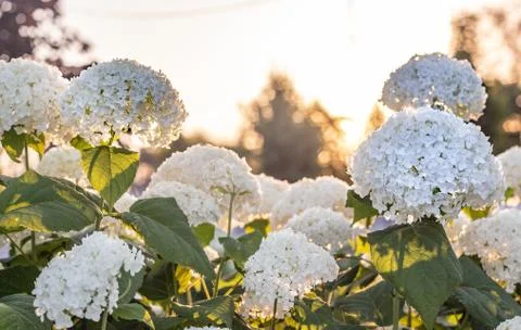 White hydrangea blooming in the evening summer garden Stock Photos