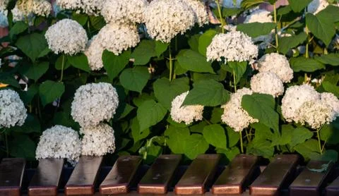 White hydrangea blooming in the evening summer garden Stock Photos