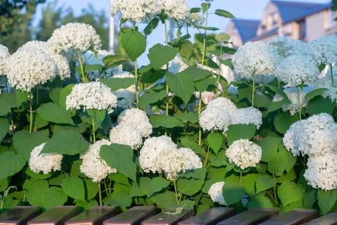 White hydrangea blooming in the evening summer garden Stock Photos