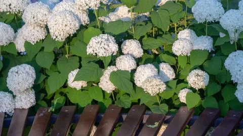 White hydrangea blooming in the evening summer garden Stock Photos