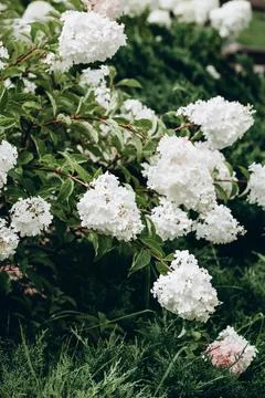 White hydrangea blooming in the evening summer garden Stock Photos