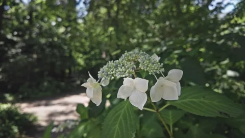 White Hydrangea Blooming in a Lush Green Park Видео 336003345