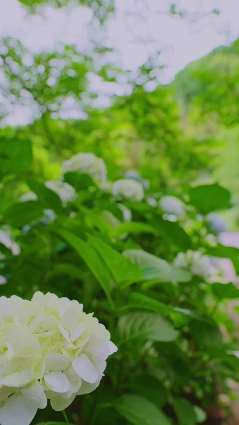 White hydrangea blooming on a lush green hillside at Tenpai Park Stock Footage 337677925