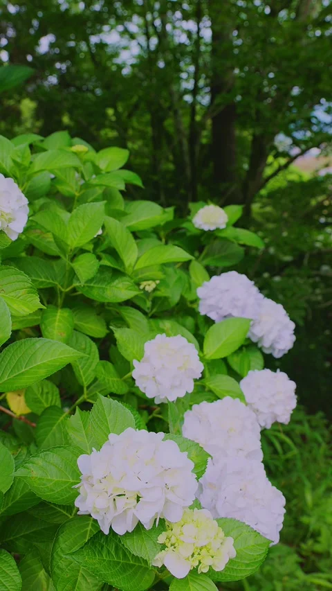 White hydrangea blooming on a lush green hillside at Tenpai Park Vídeos de archivo 337677930