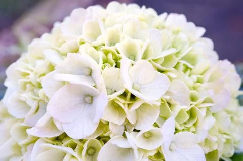 White Hydrangea Blooming Foto stock