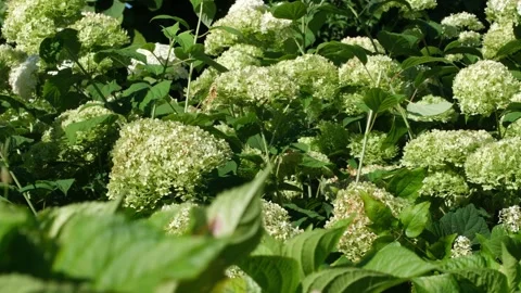 White hydrangea blooms in a lush garden on a summer day Stock Footage 280127152