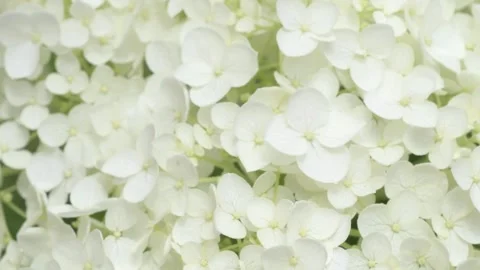 White hydrangea blossom background. macro footage Stock Footage 245100625