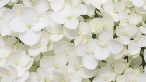White hydrangea blossom background. macro footage Stock Footage 245102081