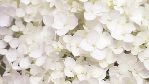 White hydrangea blossom background. macro footage Stock Footage 245102117