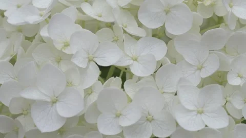 White hydrangea blossom background. macro footage Stock Footage 245112911