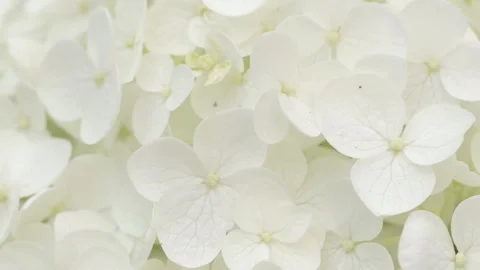 White hydrangea blossom background. macro footage Stock Footage 245460610