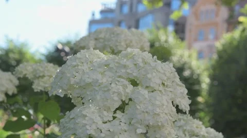 White hydrangea blossom in garden against  beautiful building . close up footage Stock Footage 245752781