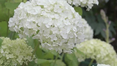 White hydrangea blossom in garden. close up footage Stock Footage 245112355